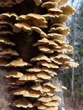 Plicaturopsis crispa image