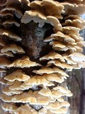 Plicaturopsis crispa image