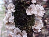 Plicaturopsis crispa image