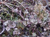 Cladonia verticillata image