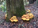 Gymnopilus ventricosus image