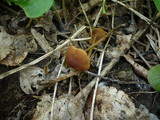 Conocybe ochrostriata image