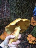 Gymnopilus ventricosus image