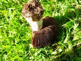 Agaricus californicus image