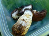 Agaricus californicus image
