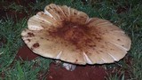 Termitomyces umkowaan image
