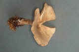 Lepista densifolia image