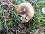Russula cerolens image