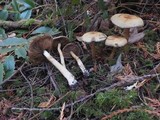 Cortinarius infractus image