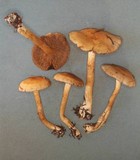 Cortinarius infractus image