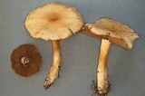 Cortinarius infractus image