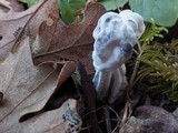 Hypomyces cervinigenus image