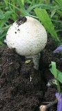 Termitomyces reticulatus image