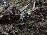 Coprinellus bisporus image