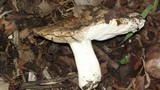 Russula sororia image