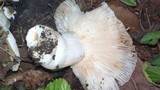 Russula sororia image
