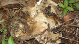 Russula sororia image
