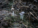Coprinellus bisporus image