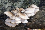 Lentinellus ursinus image