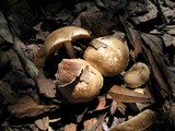 Agaricus semotus image