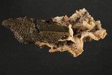 Merulius tremellosus image
