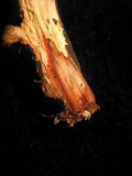 Phanerochaete sanguinea image