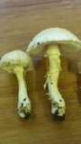 Amanita foetidissima image
