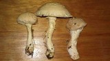 Amanita foetidissima image