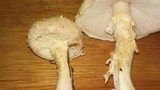 Amanita foetidissima image