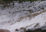 Ceratiomyxa fruticulosa var. fruticulosa image
