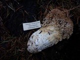 Ramaria rubrievanescens image