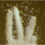 Ceratiomyxa fruticulosa var. fruticulosa image