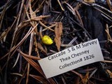 Rhizopogon truncatus image