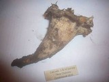 Gomphus bonarii image
