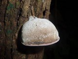 Auricularia nigricans image