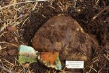Boletus haematinus image