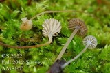 Fayodia bisphaerigera image