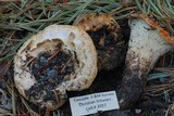 Gomphus bonarii image
