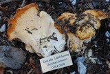 Cantharellus subalbidus image