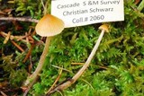 Galerina clavata image
