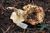 Gomphus bonarii image