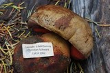 Boletus haematinus image