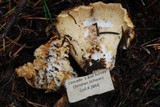 Gomphus bonarii image