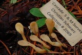 Spathularia flavida image