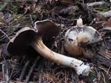 Cortinarius variicolor image