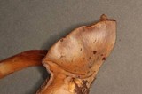 Cortinarius variicolor image