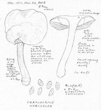 Cortinarius variicolor image