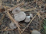 Tricholoma scalpturatum image
