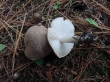 Tricholoma scalpturatum image