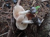 Hebeloma crustuliniforme image
